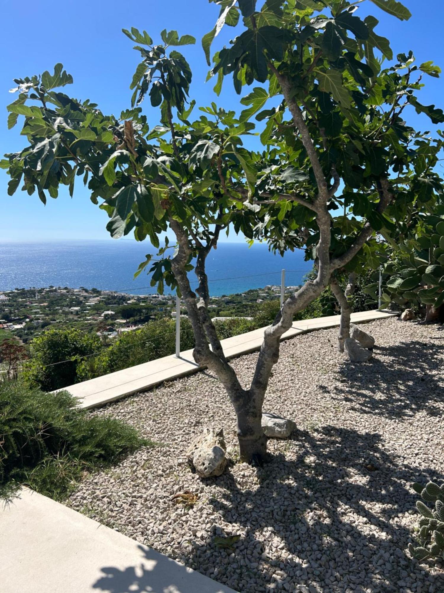 Villa Inarime ايسكيا المظهر الخارجي الصورة